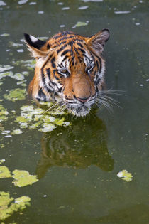 Tigers in water by Danita Delimont