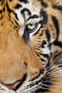 Indochinese tiger or Corbett's tiger von Danita Delimont