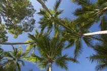 Palm Trees, Palm Cove, Cairns, North Queensland, Australia von Danita Delimont
