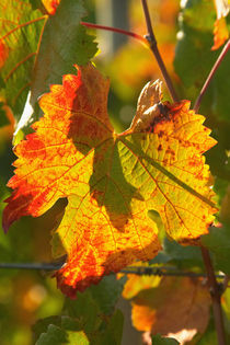 Autumn Vine Leaf, vineyard, near Bright, Victoria, Australia by Danita Delimont
