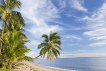 Hanging palm tree, Holloways Beach, nr Cairns, Queensland, Austr von Danita Delimont
