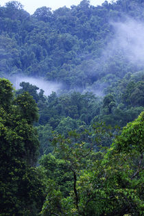 Thick, tropical rainforest covered mountains surround the Ba... by Danita Delimont