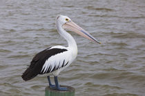 Australia, Fleurieu Peninsula, Goolwa, Australian pelican, p... by Danita Delimont