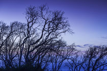 Southwest Australia, Prevelly, Surfers Point, tree silhouettes, dusk von Danita Delimont