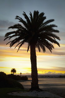 Sunset, Nelson, South Island, New Zealand, palm tree at sunset by Danita Delimont