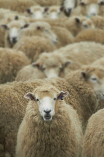Mob of sheep, Catlins, South Otago, South Island, New Zealand von Danita Delimont