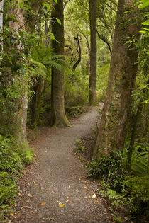 Track to Purakaunui Falls, Catlins, South Otago, South Islan... by Danita Delimont