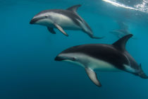 A Pod of Dusky Dolphins swimming off the Kaikoura Peninsula,... by Danita Delimont