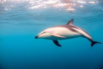 A Dusky Dolphin swimming off the Kaikoura Peninsula, South I... von Danita Delimont