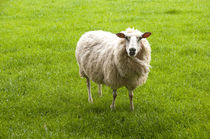 New Zealand, North Island, near Wellington, sheep at artisan... by Danita Delimont