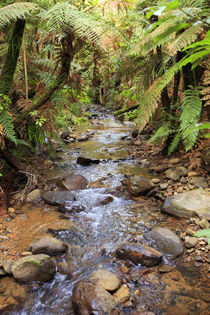 The beautiful rainforest scenery of the Kauri Lookout Trail ... by Danita Delimont