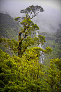 New Zealand, South Island, Fiordland National Park, Doubtful... by Danita Delimont