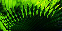 Backlit fern, Falmouth Harbor von Danita Delimont