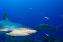 Caribbean Reef Shark by Danita Delimont