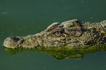 Cuban Crocodile von Danita Delimont