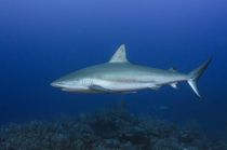 Caribbean Reef Shark by Danita Delimont
