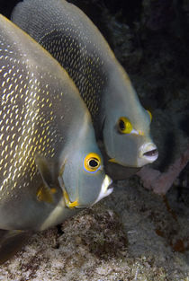 Portrait of two French angelfish, face to face by Danita Delimont