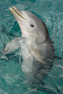 Baby dolphin at six months old von Danita Delimont