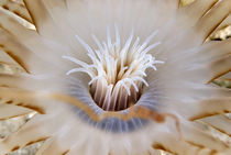 Close up of banded tube dwelling anemone von Danita Delimont