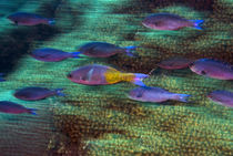 School of fast swimming creole wrasse over a coral reef von Danita Delimont