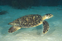 Hawksbill turtle swimming over the coral reef von Danita Delimont