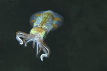 Juvenile Caribbean reef squid by Danita Delimont