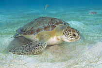 Green sea turtle feeding on sea grass by Danita Delimont