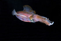 Side view of Caribbean reef squid by Danita Delimont