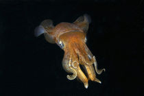 Face view of Caribbean reef squid von Danita Delimont