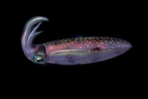 Portrait of a Caribbean reef squid von Danita Delimont