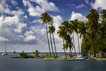Palm trees at entrance to Marigot Bay, St by Danita Delimont