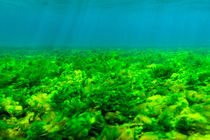 Seabottom covered with Green Algae, St von Danita Delimont