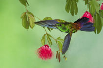 Copper-rumped Hummingbird von Danita Delimont