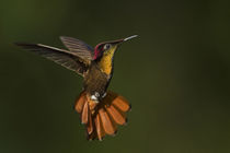 Ruby Topaz Hummingbird by Danita Delimont