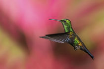 Copper-rumped Hummingbird von Danita Delimont