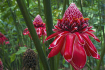 Forest Blooms, Asa Wright Natural Area, Trinidad von Danita Delimont