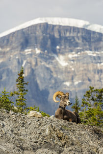 Canada, Alberta, Jasper National Park, Bighorn Sheep Ram by Danita Delimont