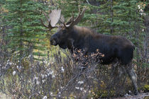 Shiras Bull Moose von Danita Delimont