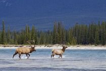 Rocky Mountain Bull Elk Chasing Cow by Danita Delimont