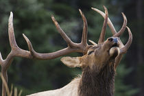 Rocky Mountain Bull Elk von Danita Delimont