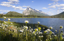 Wild flowers, Mt Rundle, Vermillion Lake, Banff National Par... by Danita Delimont