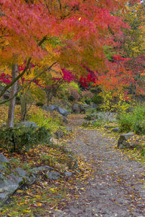 Pathway leads to park bench in autumn at Japanese Gardens in... by Danita Delimont