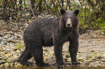 Brown or grizzly bear fishing for salmon in Great Bear Rainf... von Danita Delimont