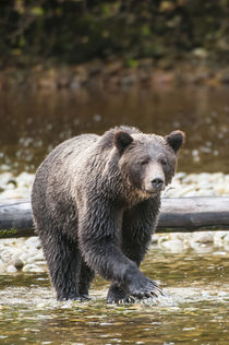 Brown or grizzly bear fishing for salmon in Great Bear Rainf... von Danita Delimont