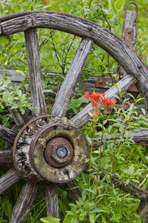 Old wagon wheel in historic old gold town Barkersville, Brit... von Danita Delimont