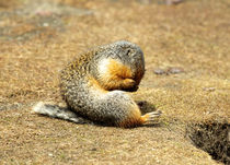 Columbia Ground Squirrel in early spring. by Danita Delimont