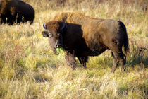 The wood bison von Danita Delimont