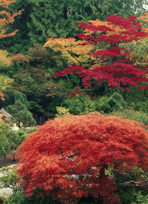 Canada, British Columbia, Butchart Gardens in autumn von Danita Delimont