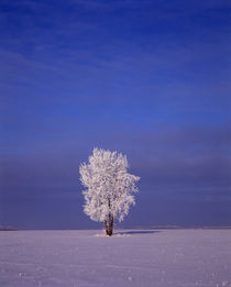 Canada, Manitoba, Dugald, hoarfrost on cottonwood tree Credi... by Danita Delimont