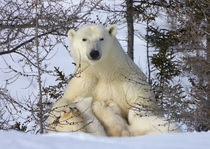 Mother polar bear with three cubs on the tundra, Wapusk Nati... von Danita Delimont